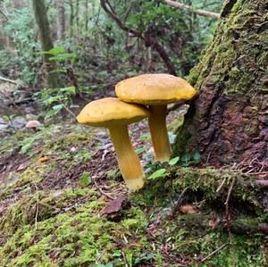 Meet your Posher, Julianne